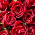 red-roses-bouquet-150x150.jpg