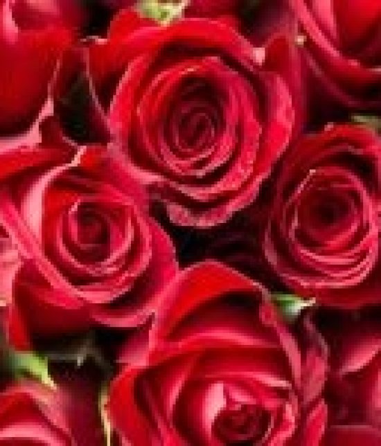 Toronto escort companion upscale classy high class sexy hot beautiful gorgeous Eva Duo Couple-friendly Non-smoking Mature Slender Busty Curvy Petite Enhanced Raven-Haired Brunette Latina None New 
